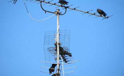 Antenna, Tv Antenna, Reception