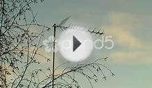 Rooftop Television Antenna Behind The Trees 1 (Combo)